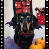 Mダックスフント