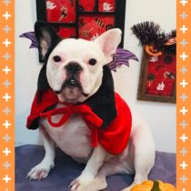 フレンチブルドッグ