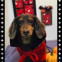 Mダックスフント