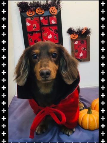 Mダックスフント