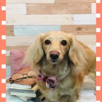 Mダックスフント