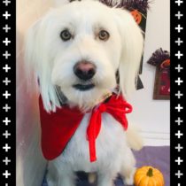 Mシュナウザー×ウェスティmix