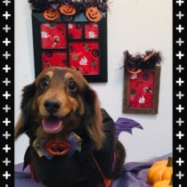 Mダックスフント