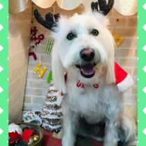 Mシュナウザー×ウェスティmix