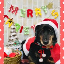 Mダックスフント