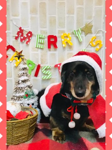 Mダックスフント