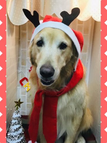 ゴールデンレトリバー