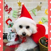 マルチーズ×トイプードルmix