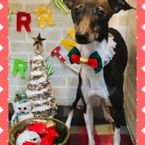 イタリアングレーハウンド