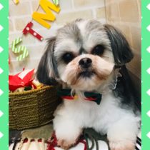 シーズー×マルチーズmix