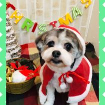 マルチーズ×チワワmix