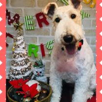 ワイヤーフォックステリア