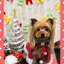 ヨークシャテリア