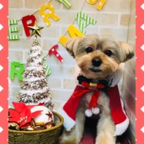 ヨークシャテリア