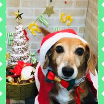 トイプードル×ジャックラッセルテリアMIX