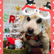 Mダックスフント×トイプードルmix