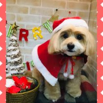 チワワ×トイプードルmix