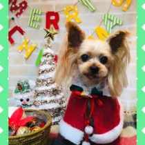 ヨークシャテリア