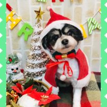 マルチーズ×チワワmix