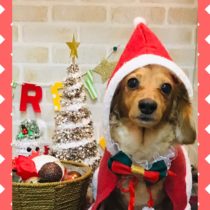 Mダックスフント