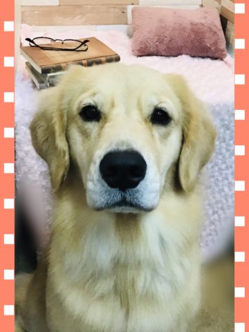 ゴールデンレトリバー