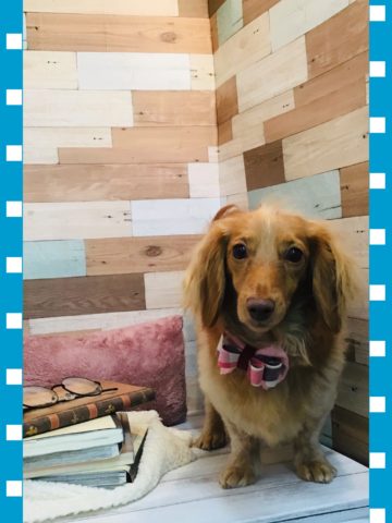 Mダックスフント