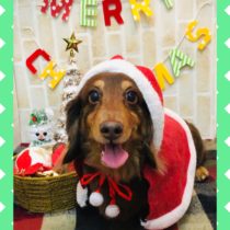 Mダックスフント