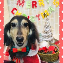 Mダックスフント