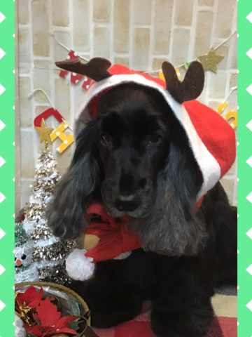 イングリッシュコッカースパニエル