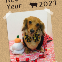 カニンヘンダックスフント