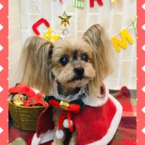 ヨークシャテリア