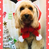 オーストラリアンラブラドゥードル