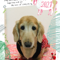 Mダックスフント