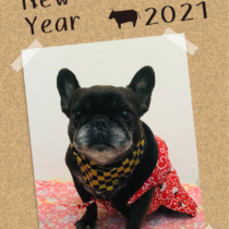 フレンチブルドッグ