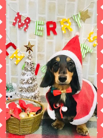 Mダックスフント