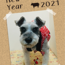 Ｍシュナウザー