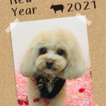 マルチーズ×トイプードルmix