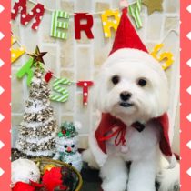 マルチーズ×チワワmix