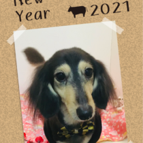 Mダックスフント