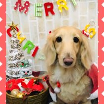 Mダックスフント