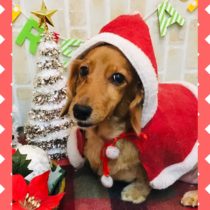 Mダックスフント