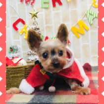 ヨークシャテリア