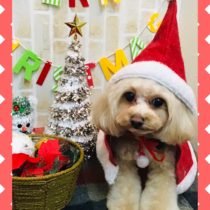 マルチーズ×トイプードルmix