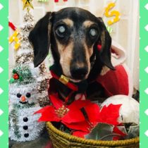 Mダックスフント