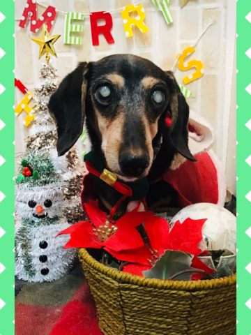 Mダックスフント