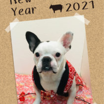 フレンチブルドッグ