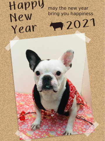 フレンチブルドッグ