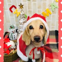 Mダックスフント