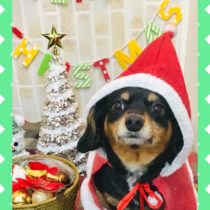 チワワ×MダックスフントMIX