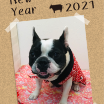 フレンチブルドッグ